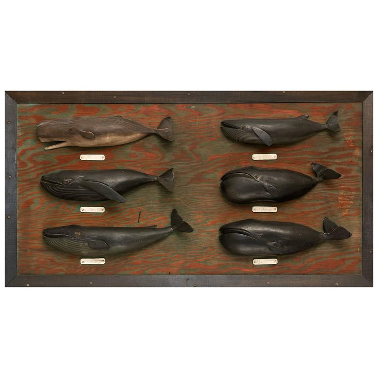 Whale species board by Nantucket whaler George Grant, ca. 1940