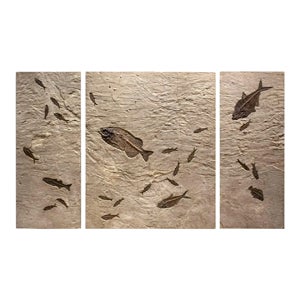Eocene Fossil Fish Triptych Mural, 2018