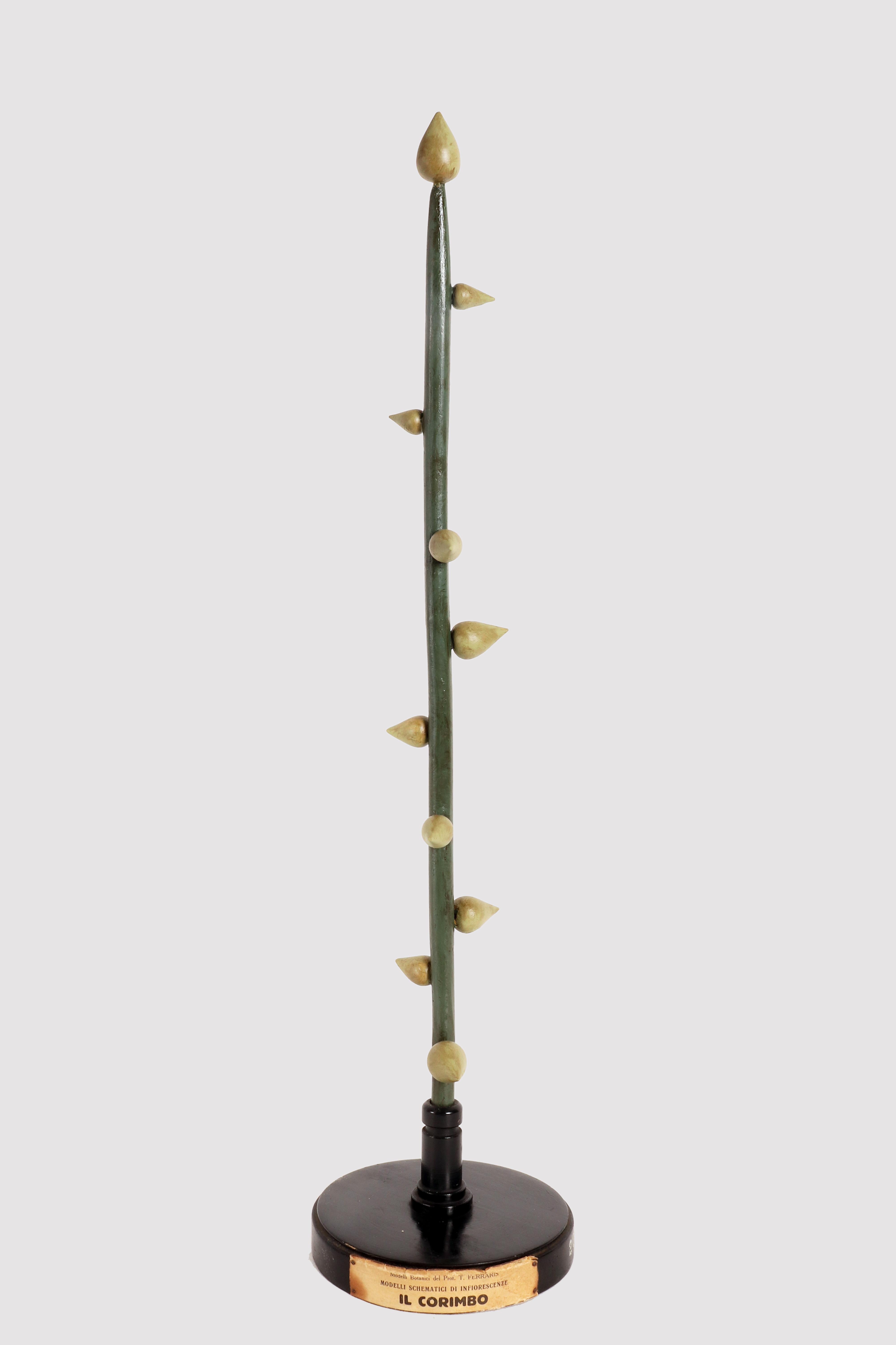 A rare botanical schematic model by Prof. T. Ferraris, didactic use, of a type of inflorescence specimen, the Corymb, made with hand-painted plaster colored gems, wooden branches and painted papier-mâché components. Mounted on a round black wooden