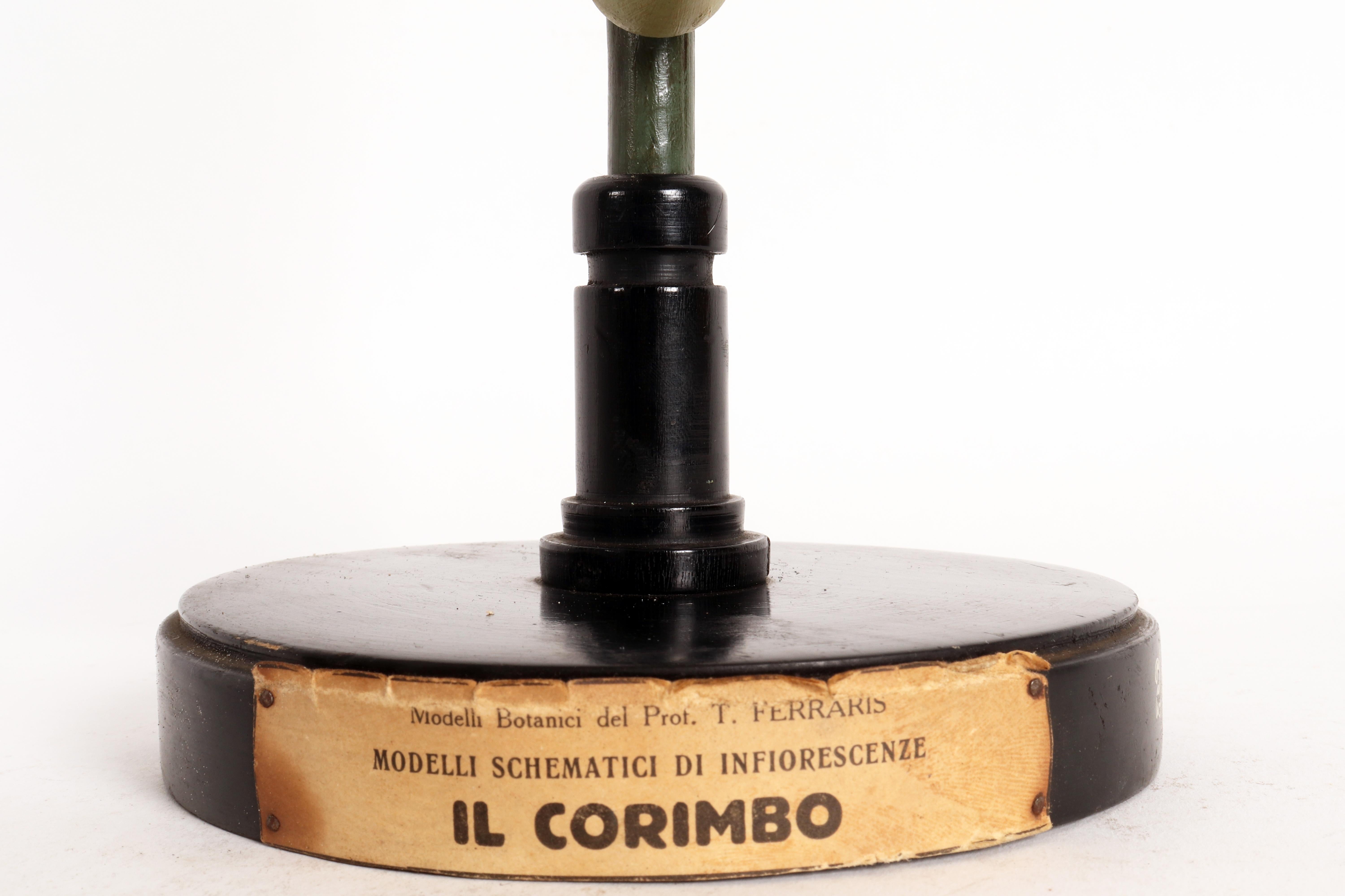 Intonaco Modello botanico di infiorescenza, il Corymb, Italia, 1930 in vendita