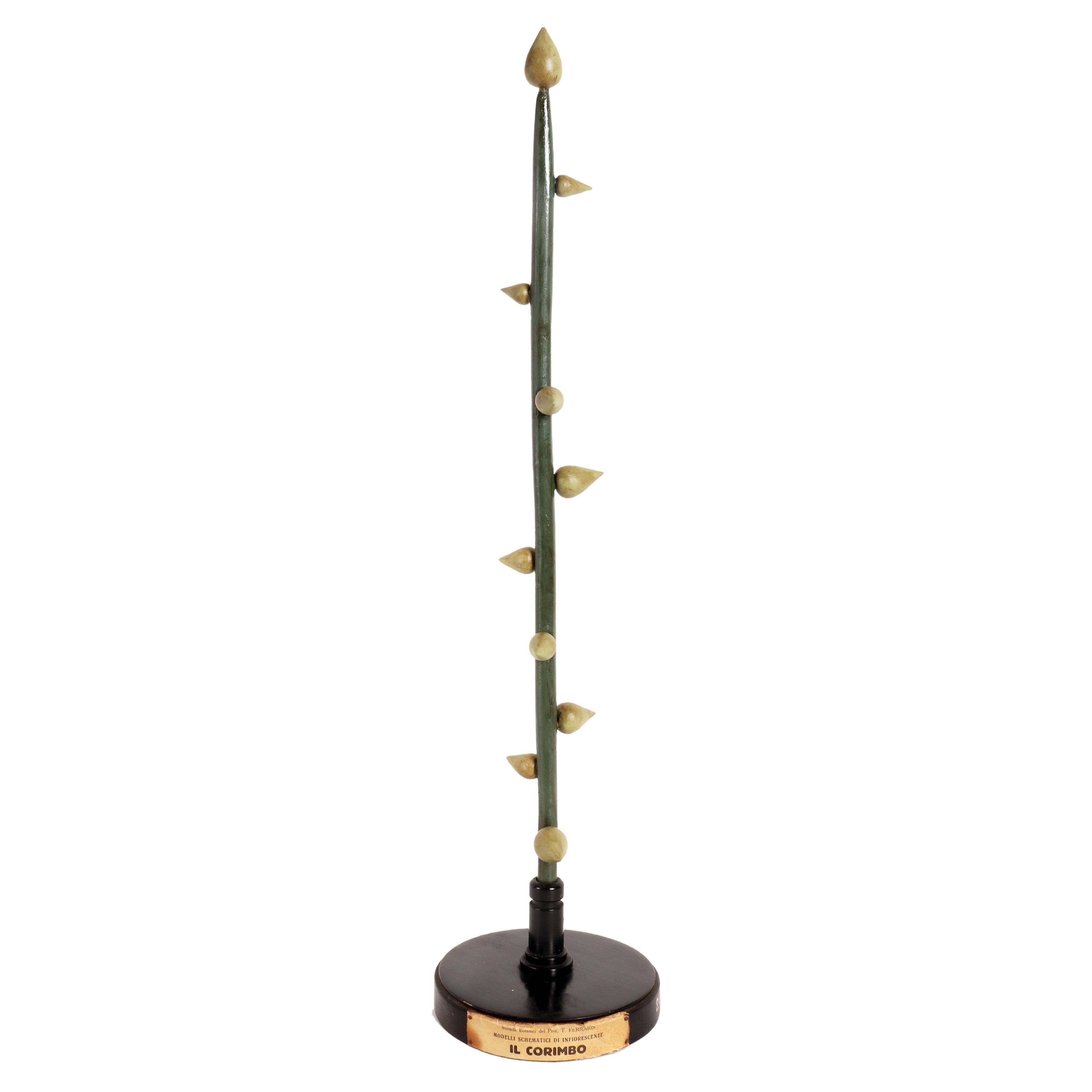Botanic Model of Inflorescence, the Corymb, Italy, 1930 For Sale