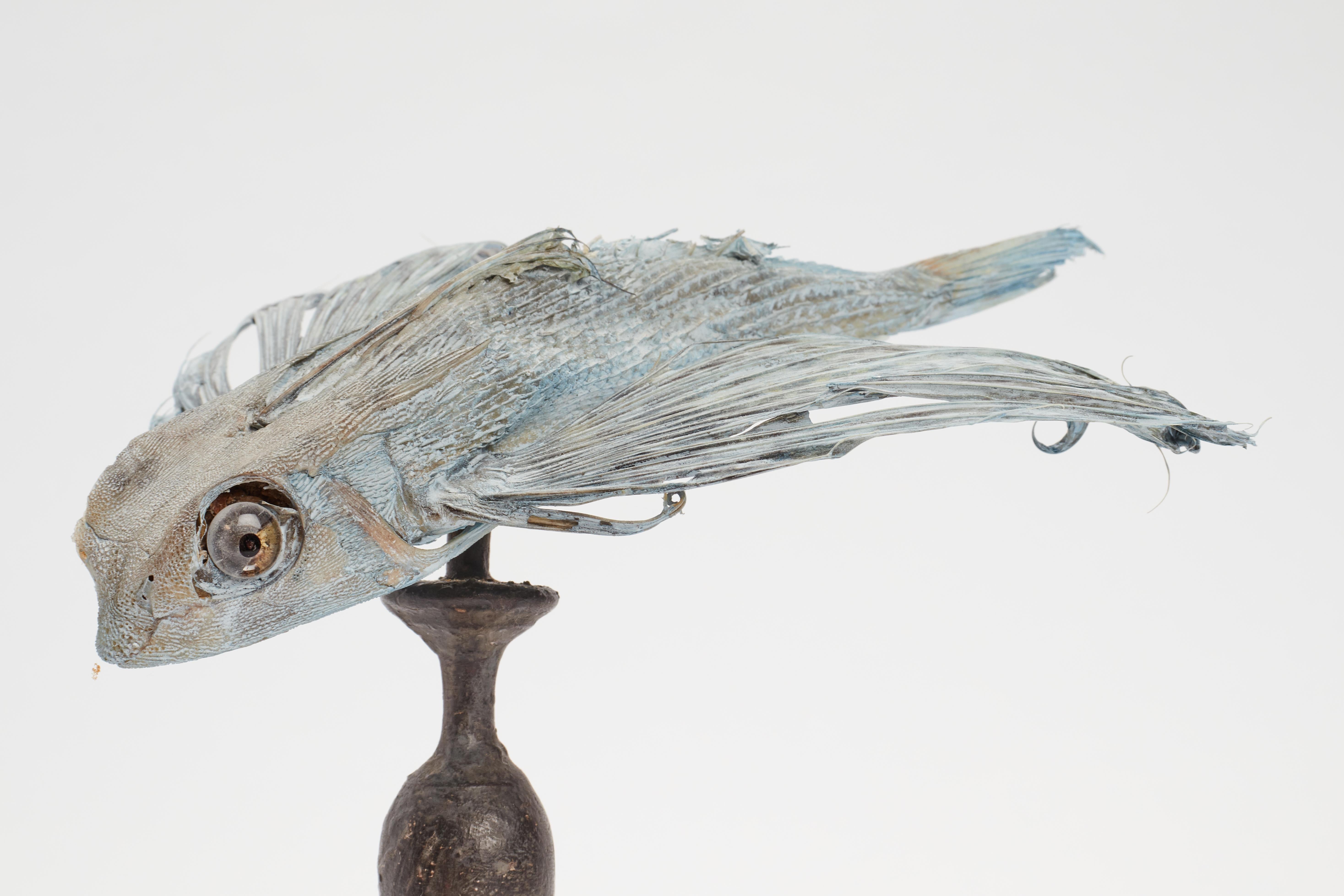 Late 19th Century A Marine Specimen the Flying Fishes, Italy, 1880