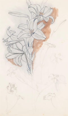 Lily - Natura morta di fiori botanici, acquerello, penna e inchiostro, 1969