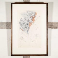 Lily - Natura morta di fiori botanici, acquerello, penna e inchiostro, 1969