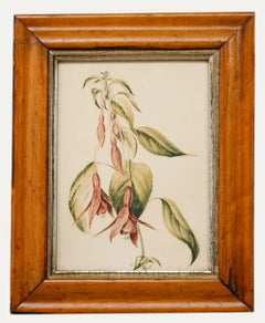 Acuarela enmarcada c.1800 - Estudio de una fucsia