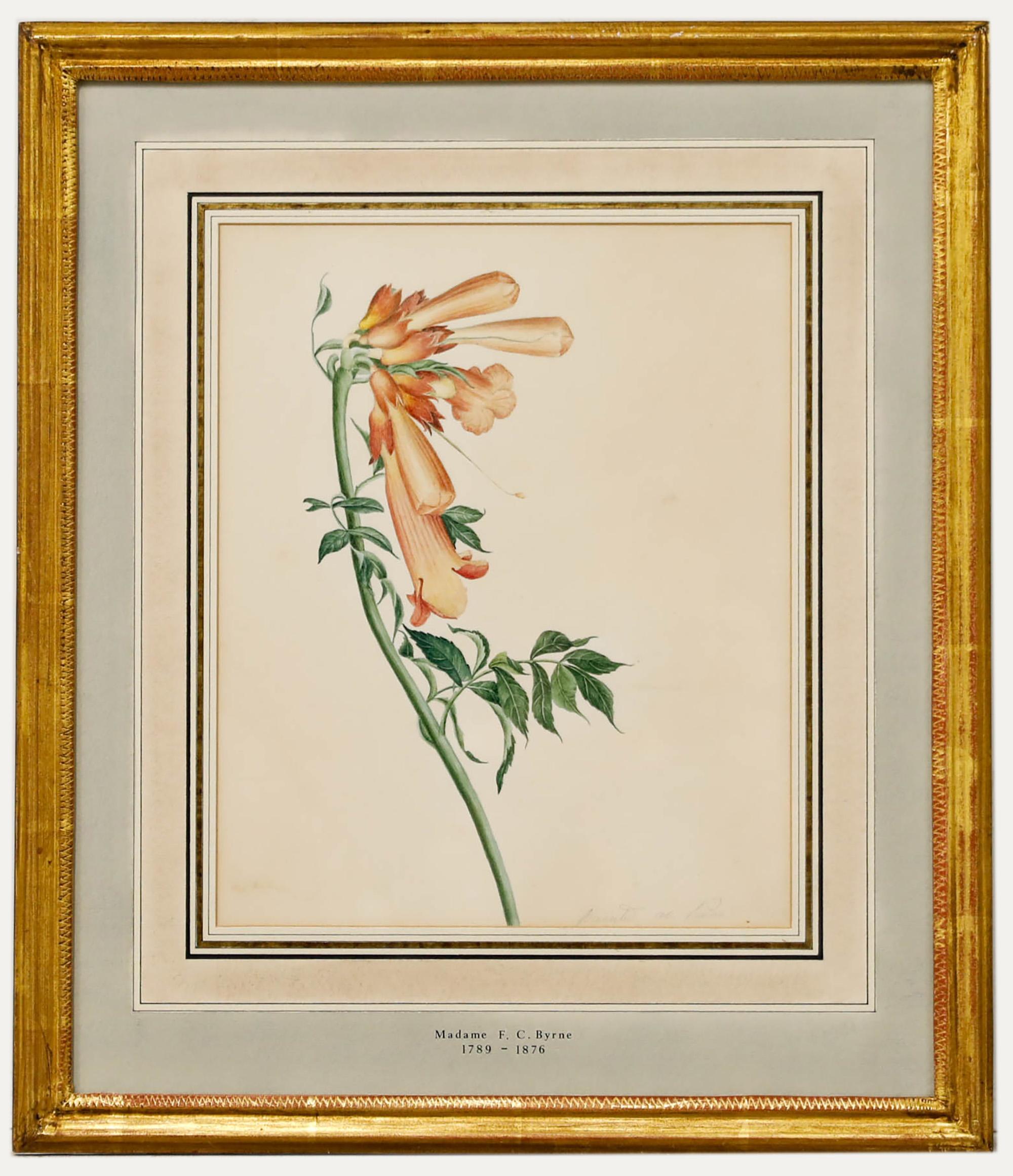 Unknown Still-Life – Madame F.C. Byrne (1789-1876) - Aquarell, Fuchspelzhandschuhe aus der Mitte des 20. Jahrhunderts