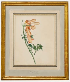 Madame F.C. Byrne (1789-1876) - Aquarell, Fuchspelzhandschuhe aus der Mitte des 20. Jahrhunderts
