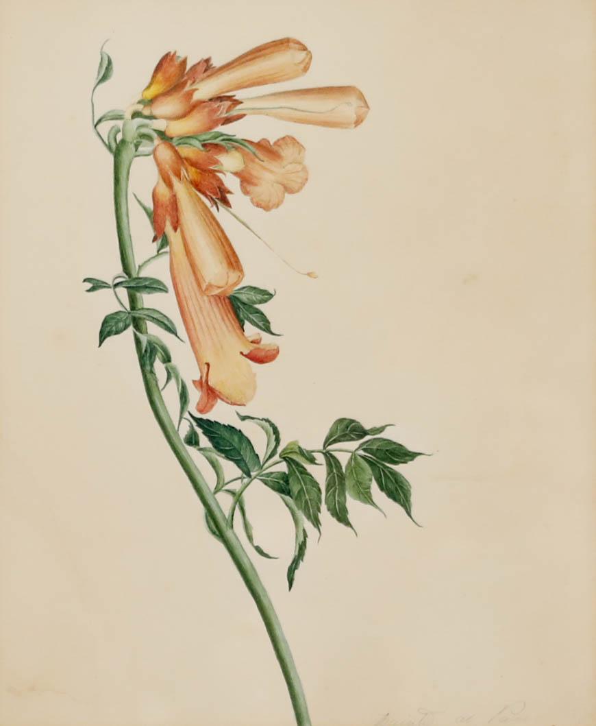 Madame F.C. Byrne (1789-1876) - Aquarell, Fuchspelzhandschuhe aus der Mitte des 20. Jahrhunderts – Art von Unknown