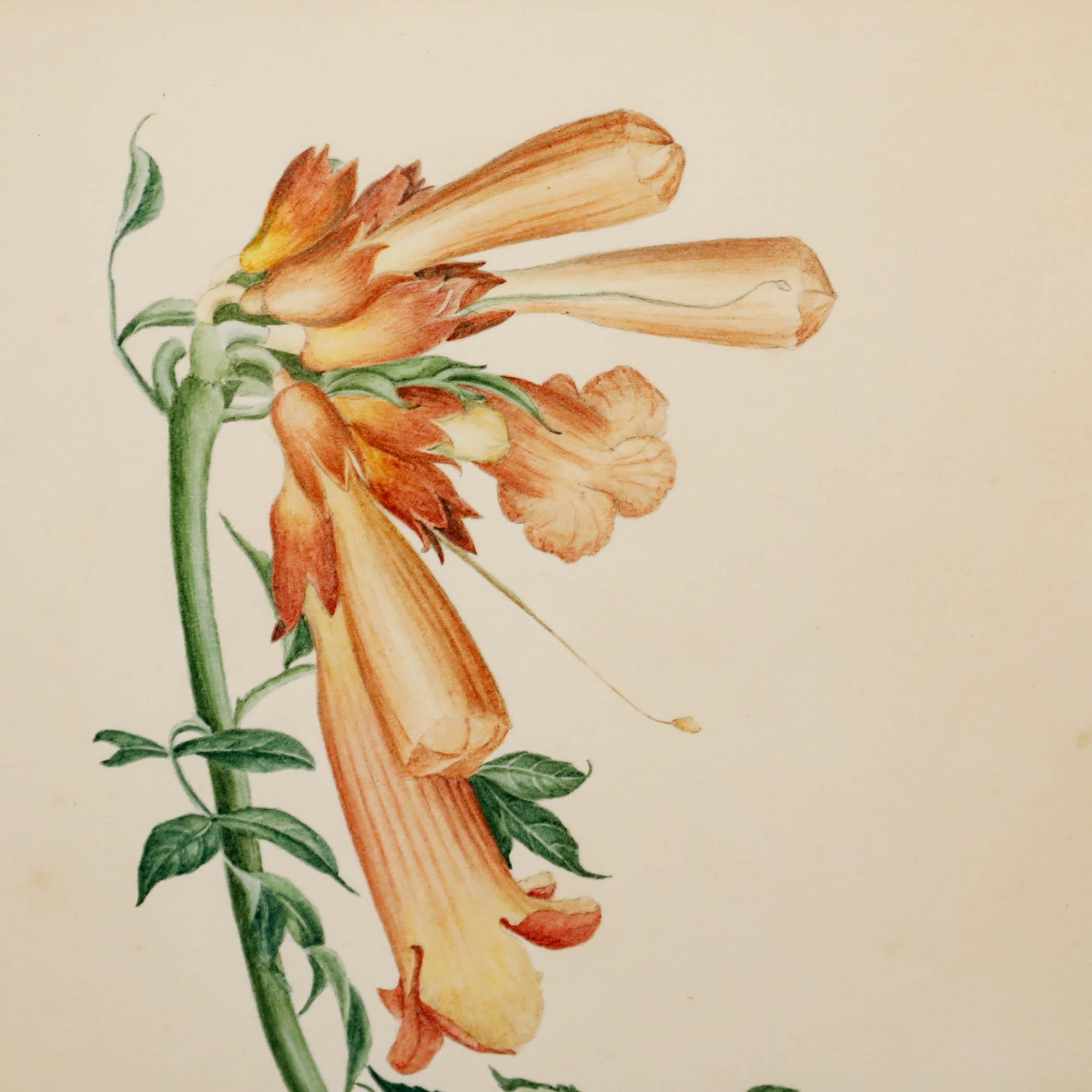 Madame F.C. Byrne (1789-1876) - Aquarell, Fuchspelzhandschuhe aus der Mitte des 20. Jahrhunderts im Angebot 1