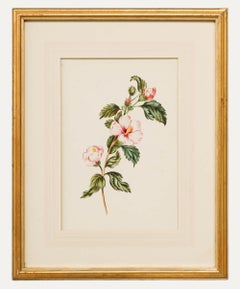 English School 19th Century Watercolour - Hibiscus