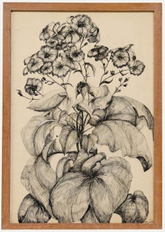 Mary Chugg (1935-2024), dessin au stylo et à l'encre encadré du milieu du 20e siècle, Cineraria