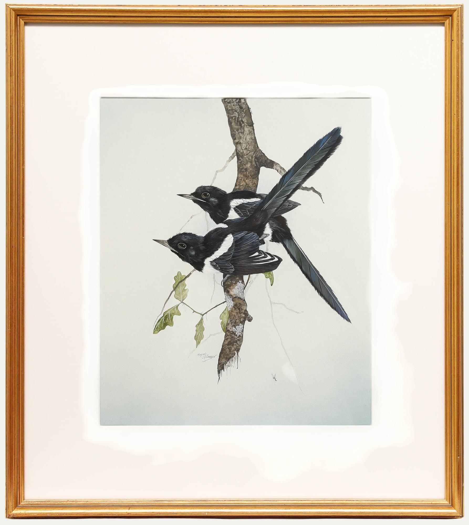 Animal Art Unknown - Steve Shotter - Gouache contemporaine, Magpies
