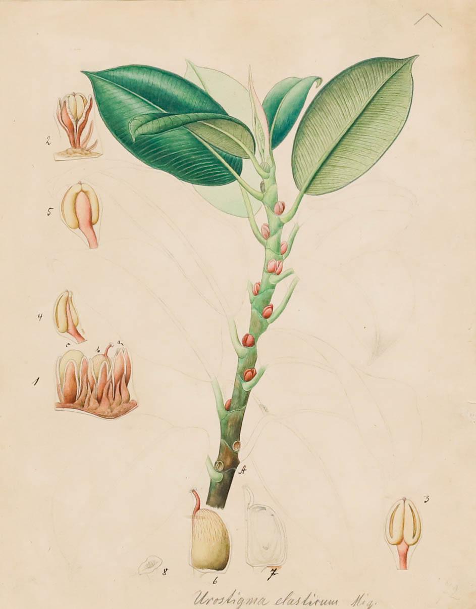 19th Century Watercolour - Study of Urostigma Elastirum - Art by Unknown