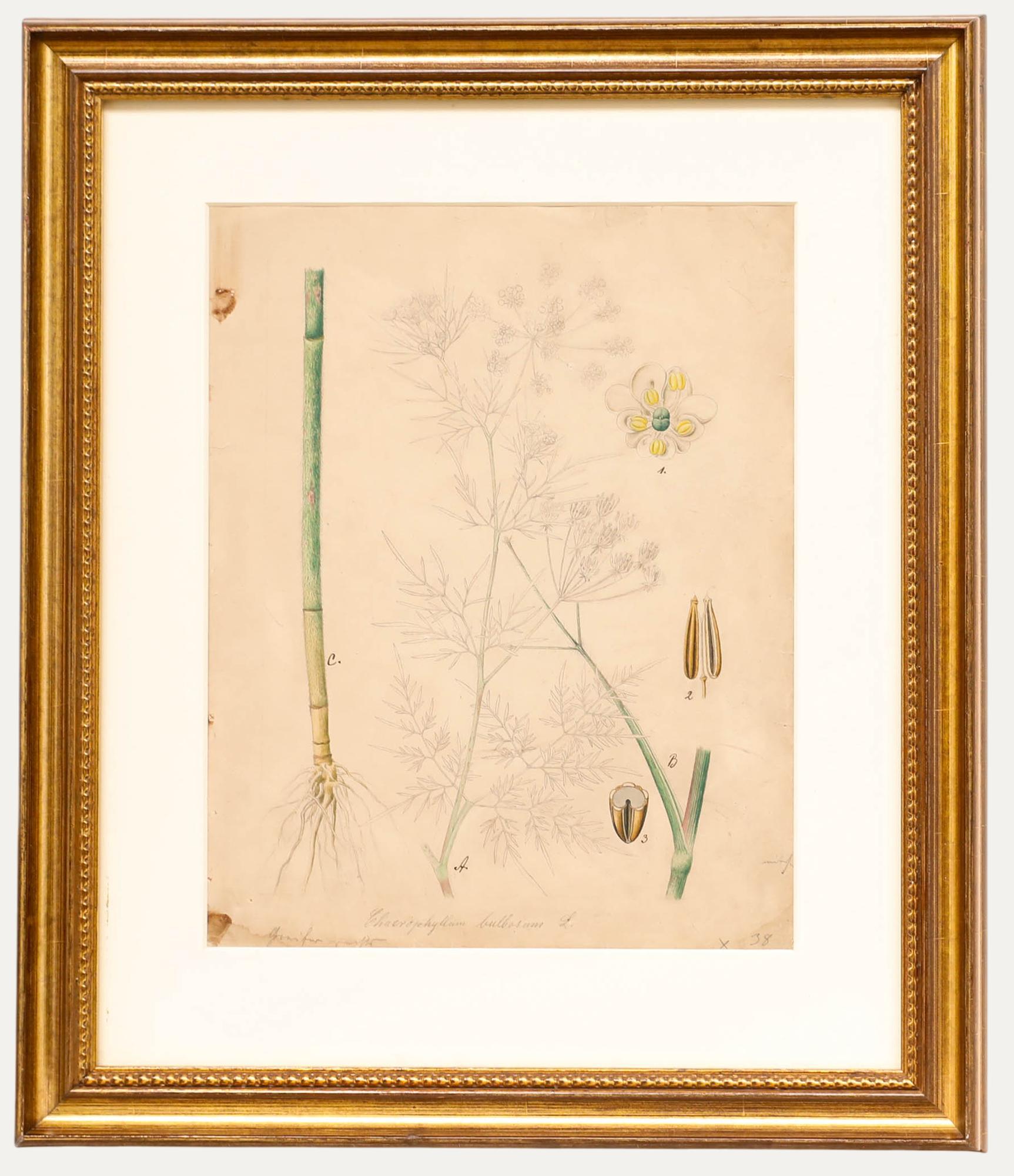 Unknown Still-Life - 19th Century Watercolour - Study of Chaerophyllum Bulbosum