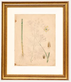 19th Century Watercolour - Study of Chaerophyllum Bulbosum
