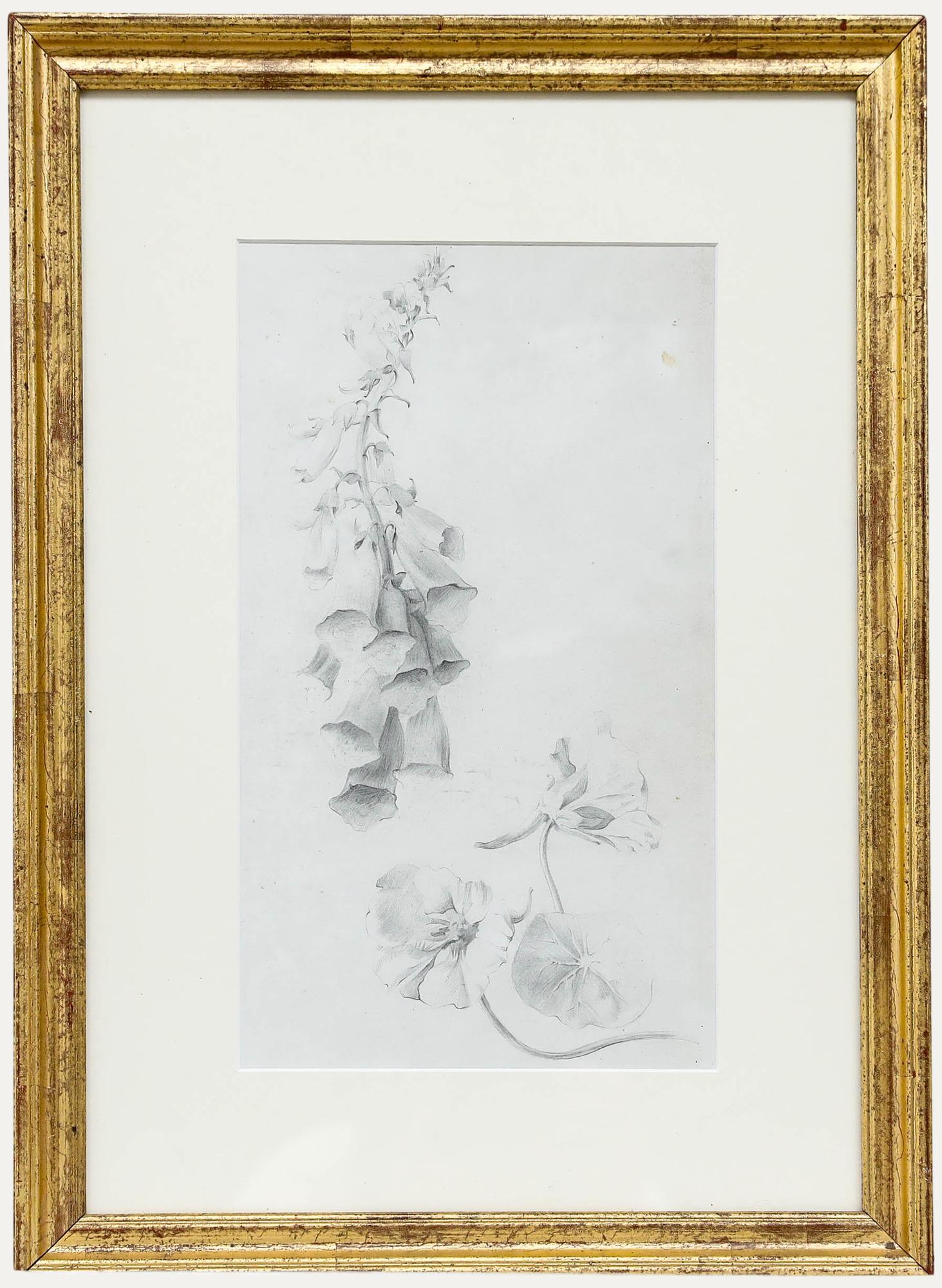 Still-Life de Unknown - Atrib. John Cluysenaar (1899-1986) - Dibujo en grafito, Estudio botánico