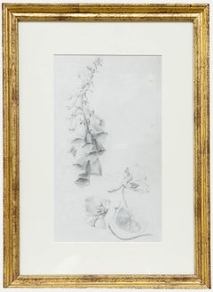 Atrib. John Cluysenaar (1899-1986) - Dibujo en grafito, Estudio botánico