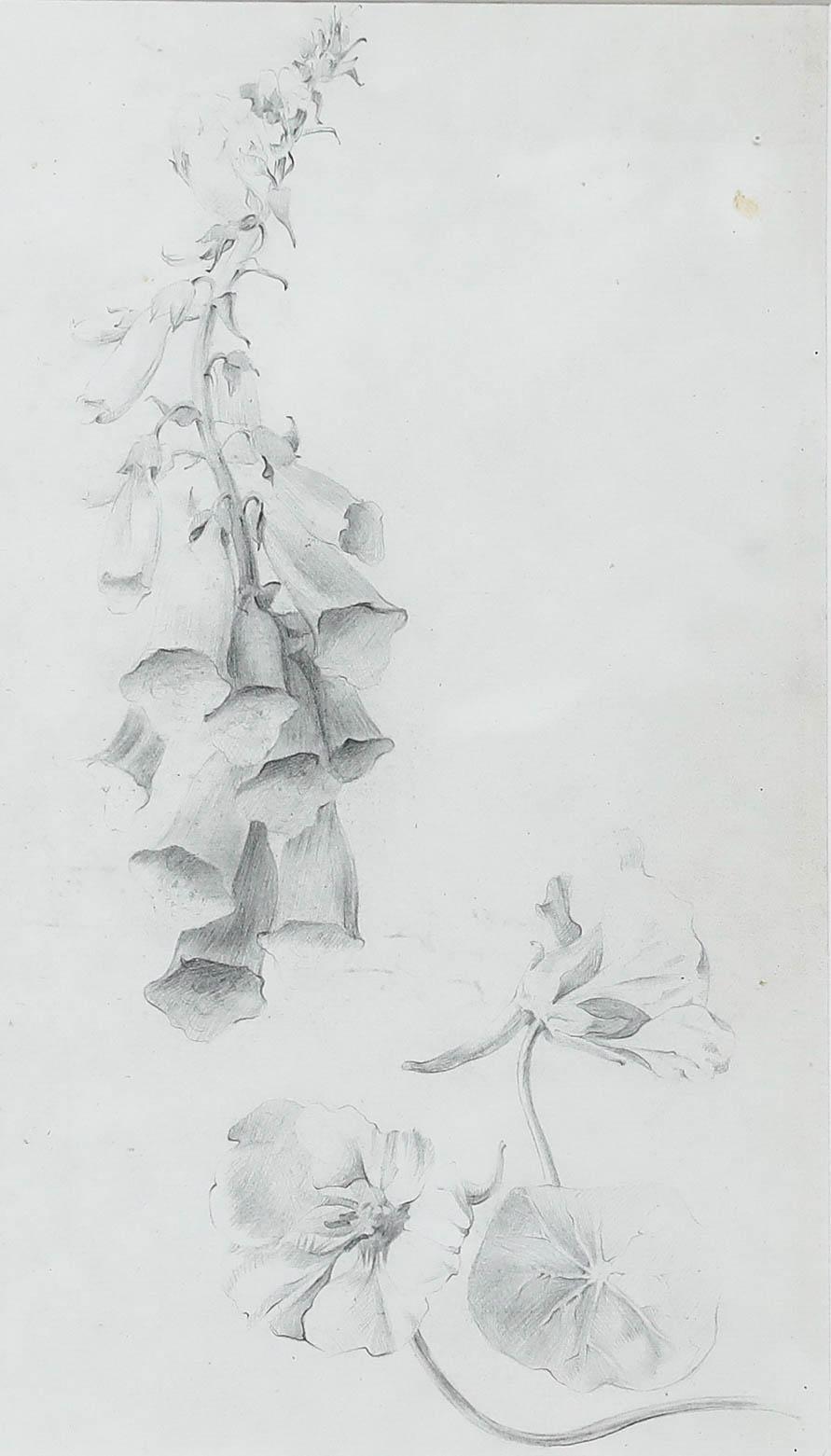 Atrib. John Cluysenaar (1899-1986) - Dibujo en grafito, Estudio botánico - Art de Unknown