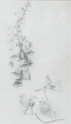 Attrib. John Cluysenaar (1899-1986) - Graphite Drawing, Botanical Study