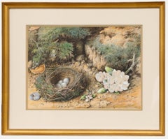 E. T. Young - Gerahmtes Aquarell des späten 19. Jahrhunderts, Studie eines Vogelnestes