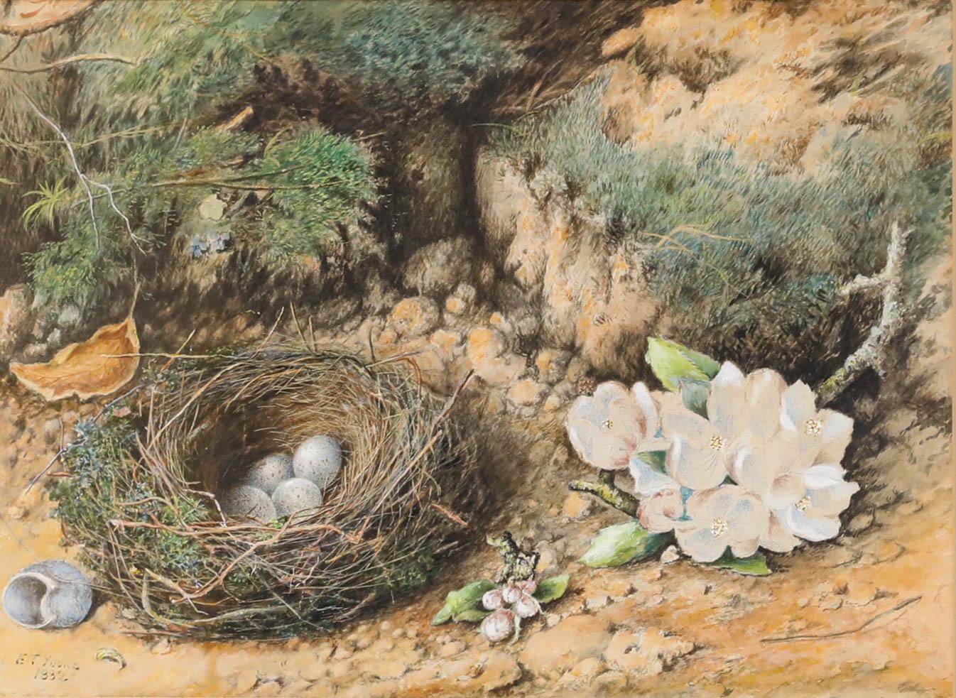 E. T. Young - Gerahmtes Aquarell des späten 19. Jahrhunderts, Studie eines Vogelnestes – Art von Unknown