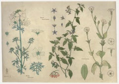 William Henry Ladd - Early 20th Century Watercolour, Native Species