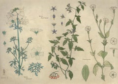 William Henry Ladd - Early 20th Century Watercolour, Native Species