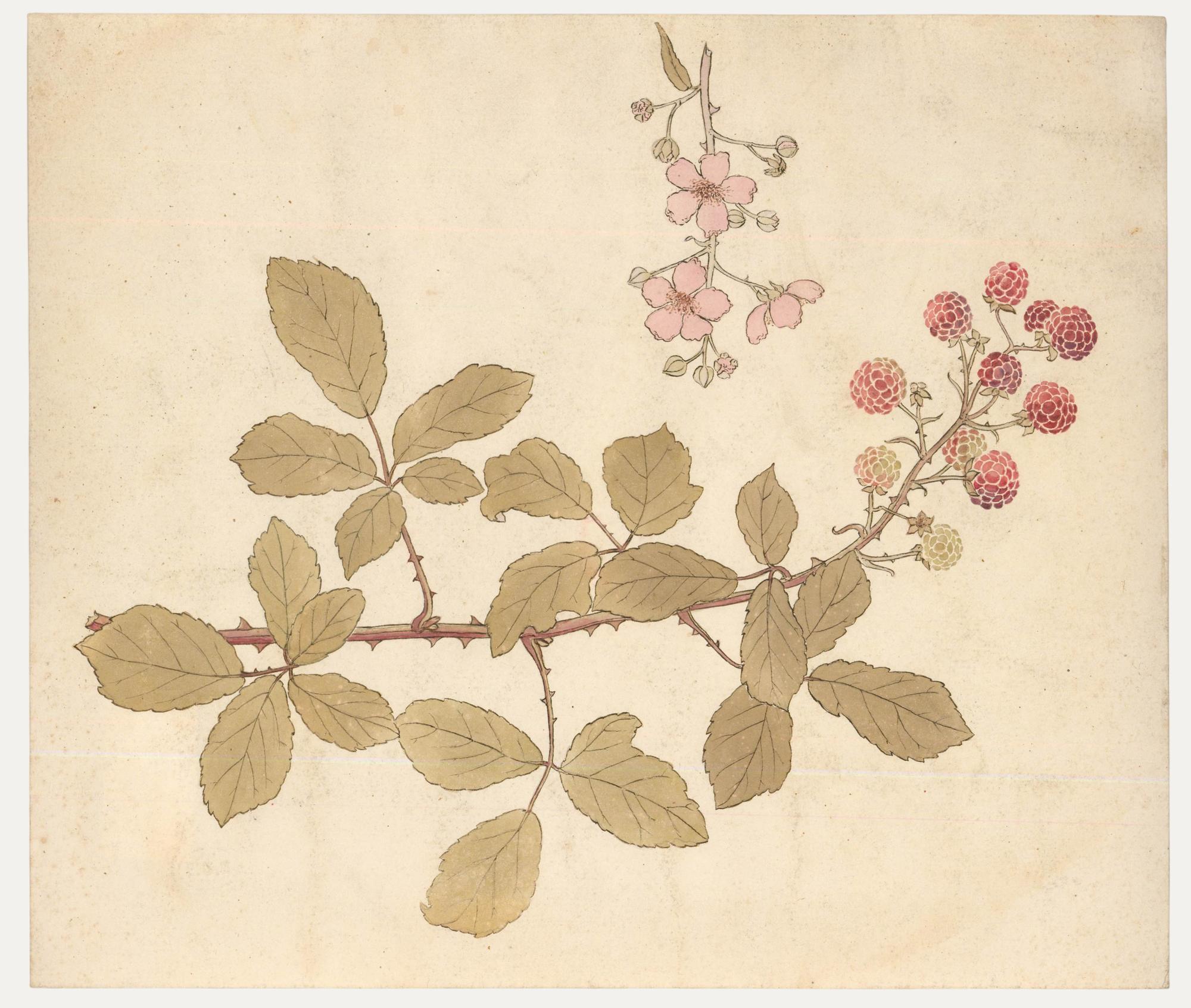 Still-Life de Unknown - William Henry Ladd - Acuarela, Arbusto y flores de frambuesa