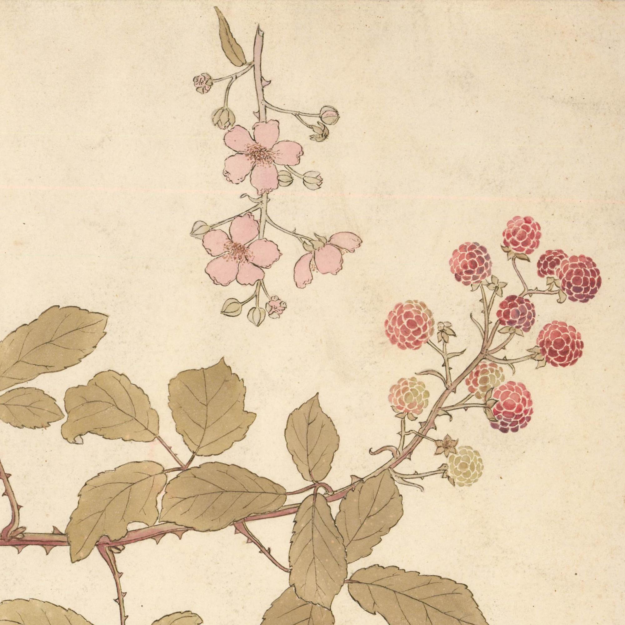William Henry Ladd - Acuarela, Arbusto y flores de frambuesa - Still-Life Beige de Unknown