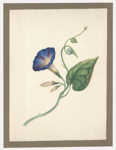 Sophia Katherine Charleton (1789-1844) - Acquerello, Gloria del mattino