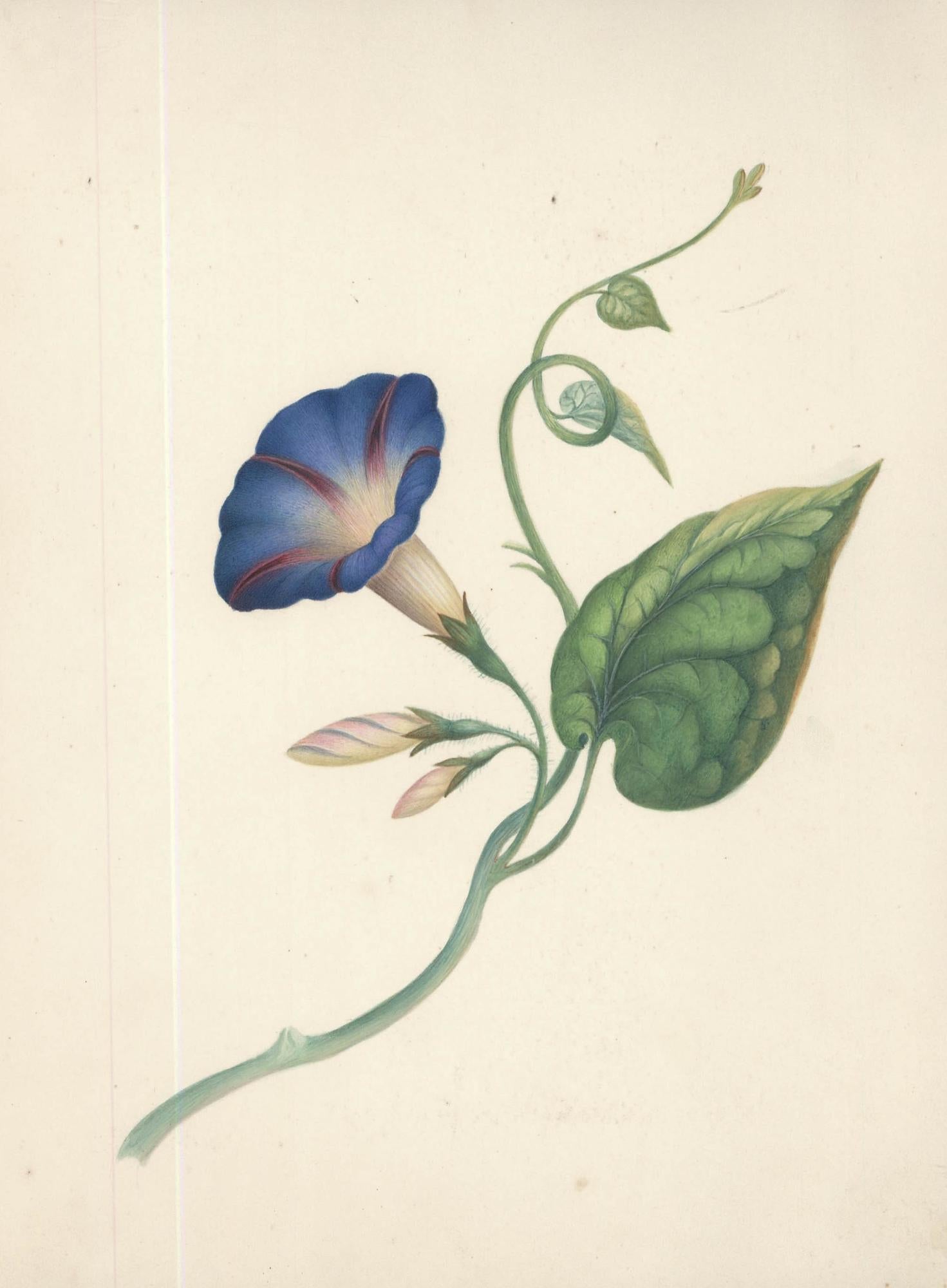 Sophia Katherine Charleton (1789-1844) - Acquerello, Gloria del mattino - Art di Unknown