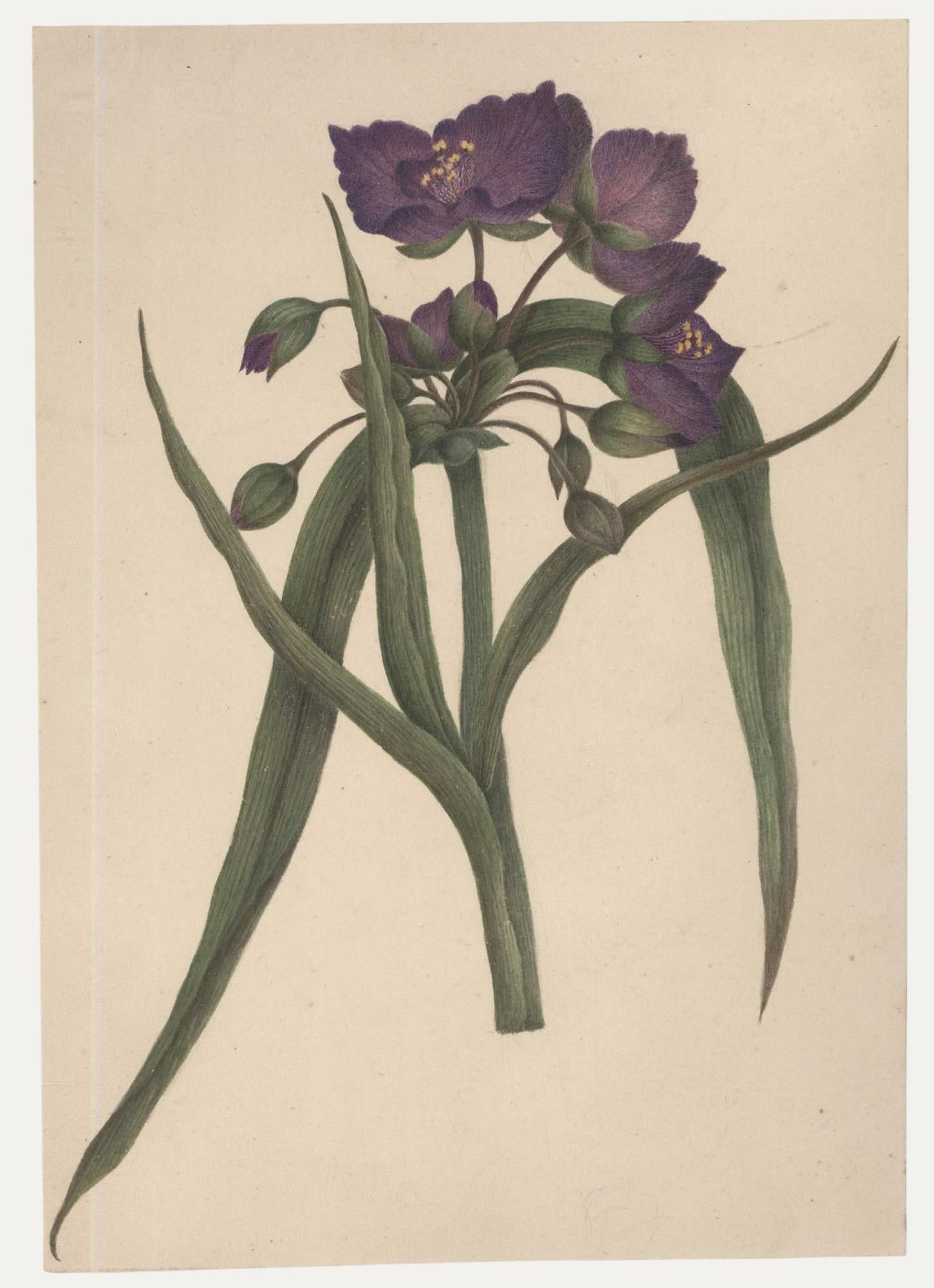 Still-Life di Unknown - Sophia Katherine Charleton (1789-1844) - Acquerello, giacca blu
