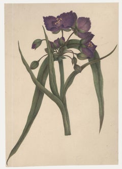 Sophia Katherine Charleton (1789-1844) - Acquerello, giacca blu