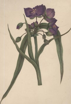 Sophia Katherine Charleton (1789-1844) - Aquarell, Blaumantel