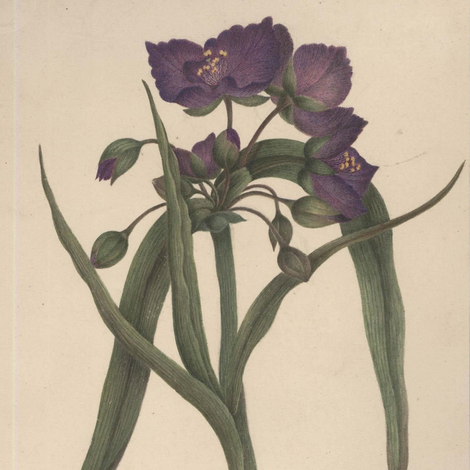Sophia Katherine Charleton (1789-1844) - Acquerello, giacca blu - Still-Life Beige di Unknown