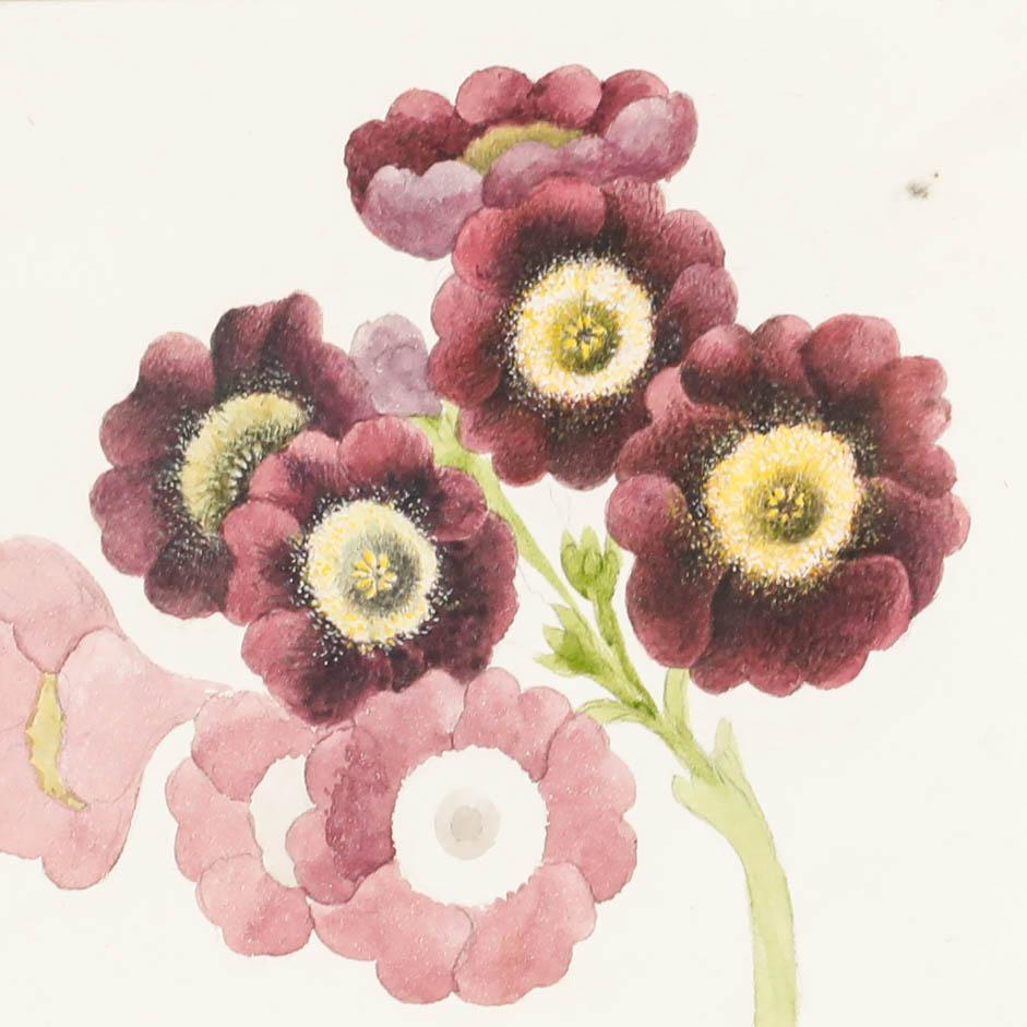 A delightful early 19th-century botanical study by the artist Sophia Katherine Charleton (1789-1844) depicting a burst of violet Primulas. Unsigned. Beautifully presented in a thin wooden frame. On paper.