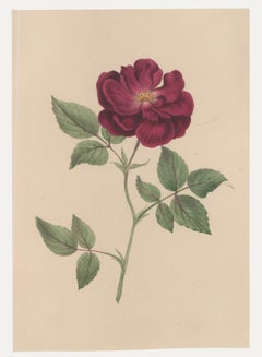Sophia Katherine Charleton (1789-1844) - Acquerello, Rosa Francese