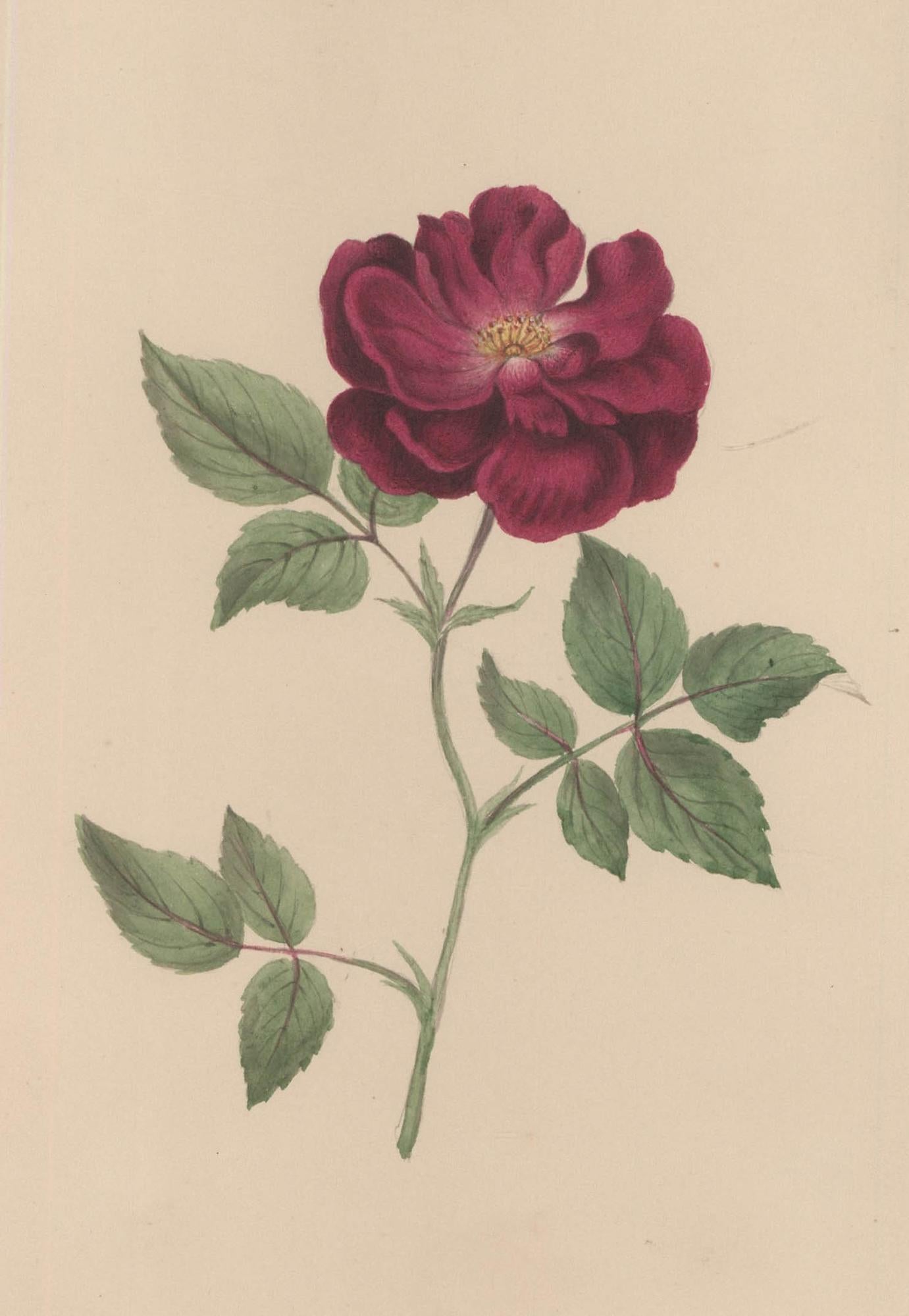 Sophia Katherine Charleton (1789-1844) - Watercolour, French Rose - Art by Unknown