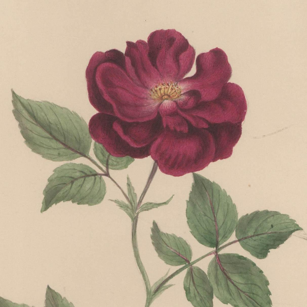 Sophia Katherine Charleton (1789-1844) - Watercolour, French Rose - Beige Still-Life by Unknown