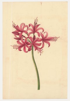 Sophia Katherine Charleton (1789-1844) - Acquerello, Giglio di Guernsey