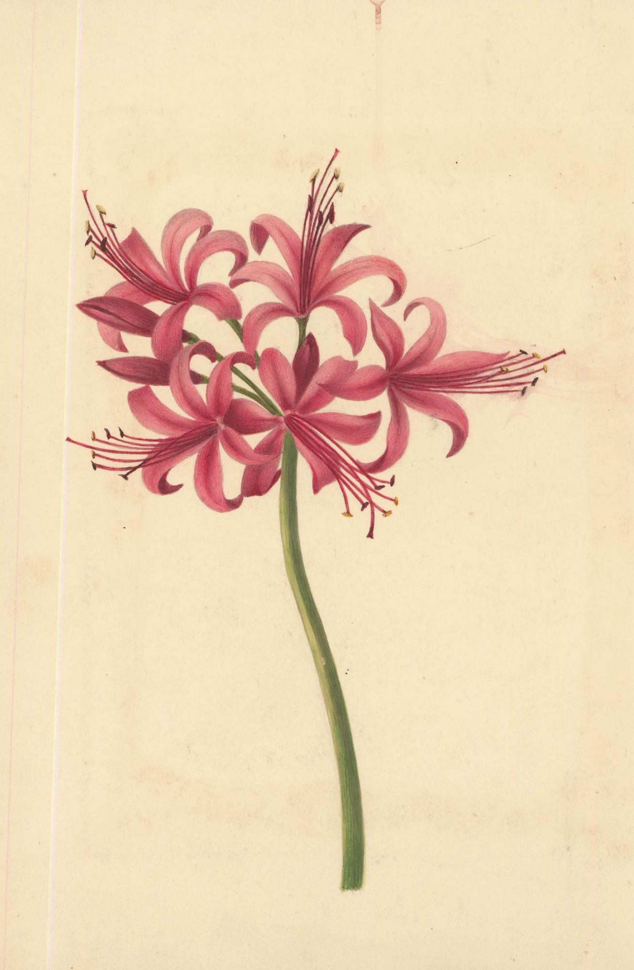 Sophia Katherine Charleton (1789-1844) - Watercolour, Guernsey Lily - Art by Unknown