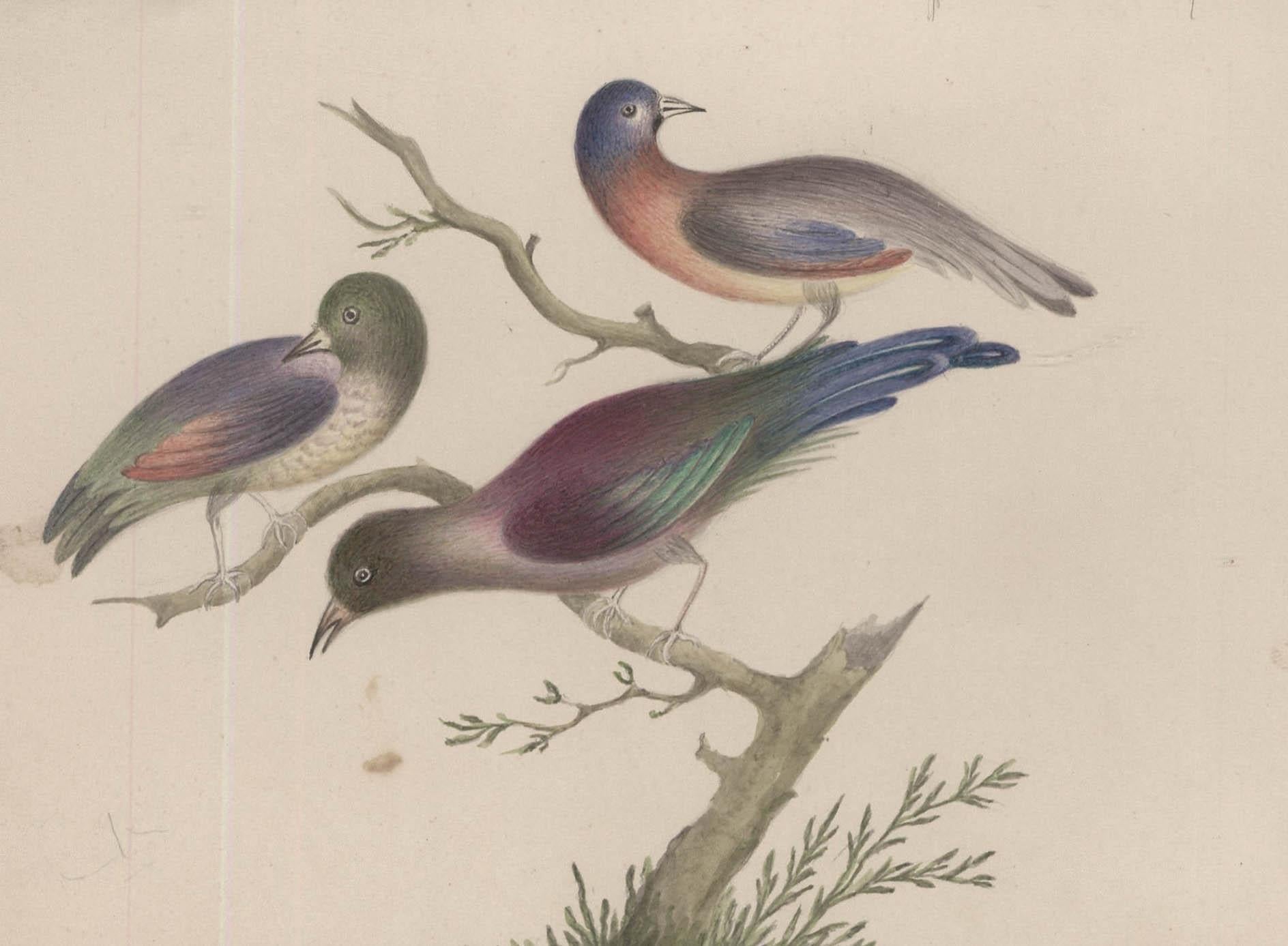 Sophia Katherine Charleton (1789-1844) - Watercolour, Birds of Paradise - Art by Unknown