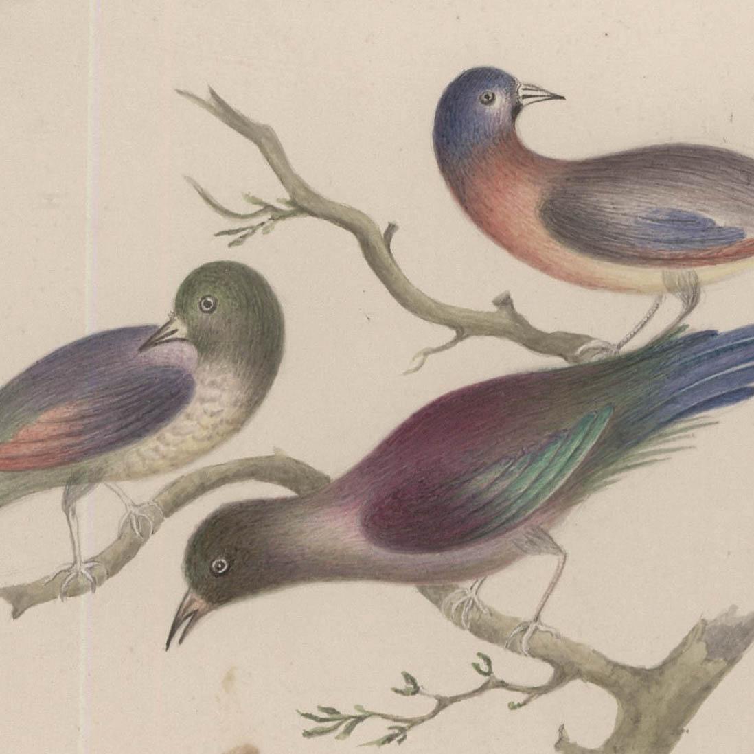 Sophia Katherine Charleton (1789-1844) - Watercolour, Birds of Paradise - Beige Animal Art by Unknown