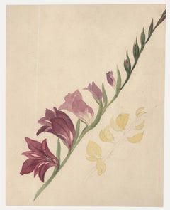 Sophia Katherine Charleton (1789-1844) - Acuarela, Gladiolo silvestre