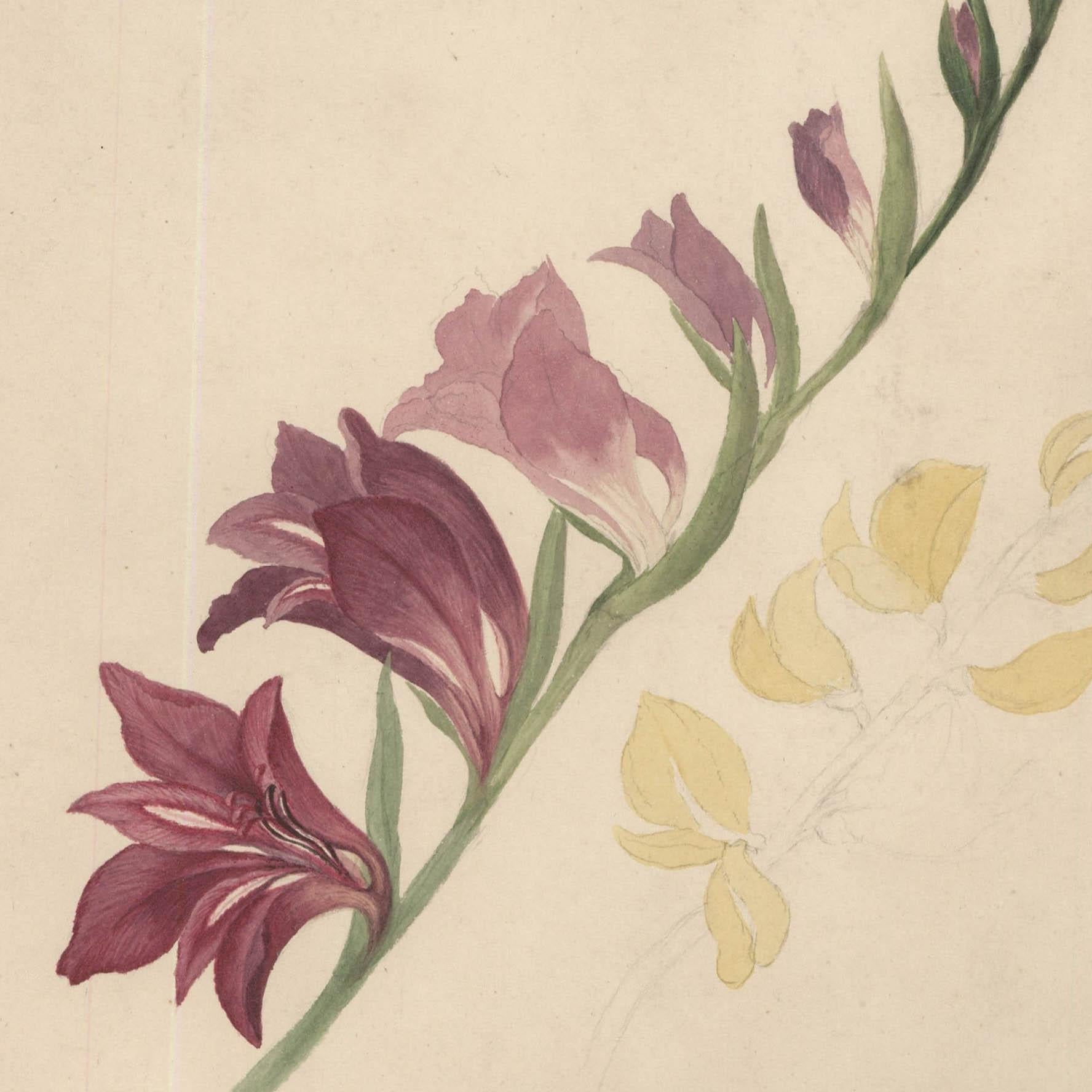 Sophia Katherine Charleton (1789-1844) - Acquerello, Gladioli selvatici - Still-Life Beige di Unknown