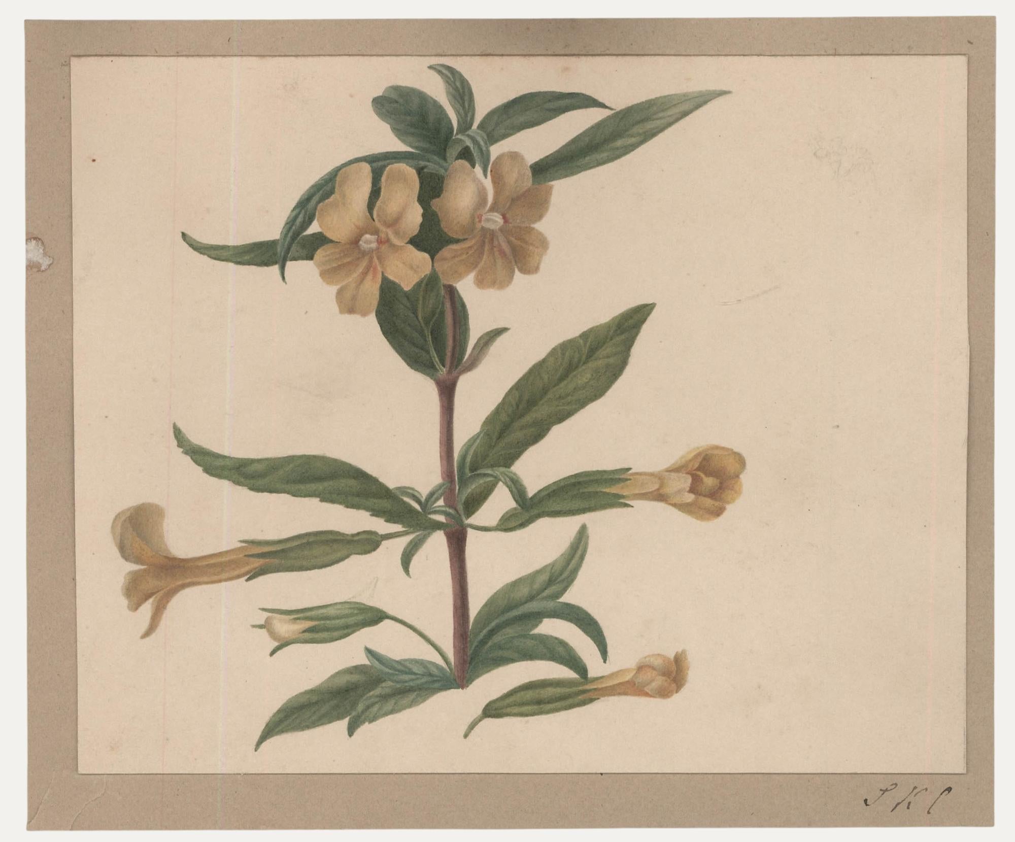 Still-Life di Unknown - Sophia Katherine Charleton (1789-1844) - Acquerello, Diplacus Aurantiacus
