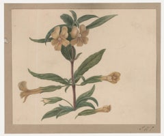 Sophia Katherine Charleton (1789-1844) - Aquarell, Diplacus Aurantiacus