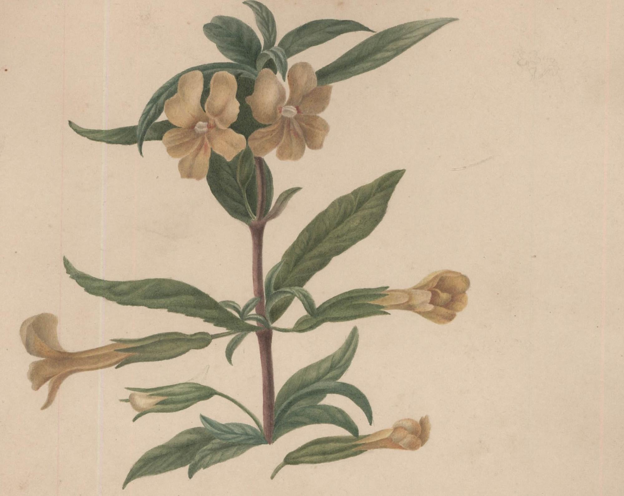 Sophia Katherine Charleton (1789-1844) - Acquerello, Diplacus Aurantiacus - Art di Unknown