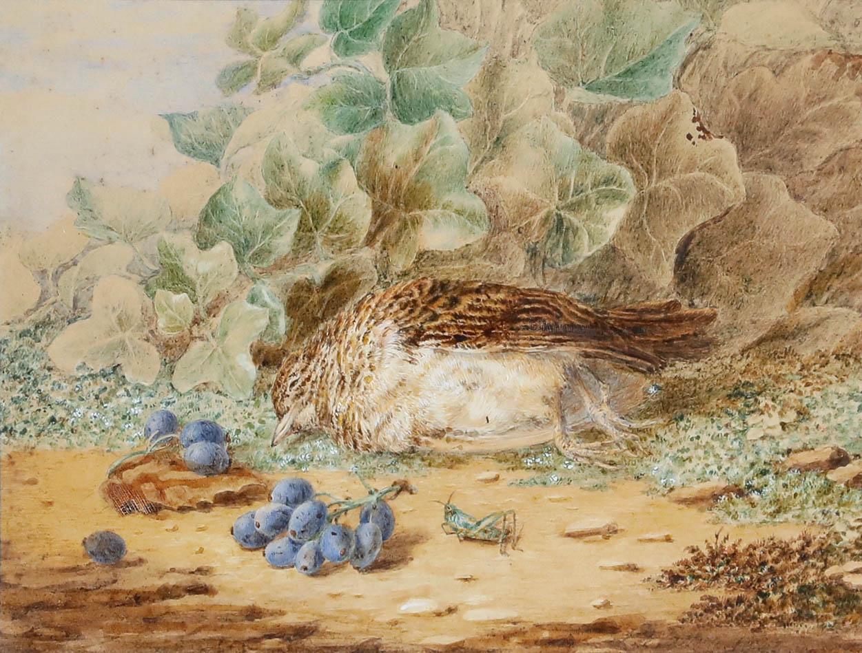 Emma Walter (1833-1893) - Acquerello della fine del XIX secolo, La coda dell'uccello canterino - Art di Unknown