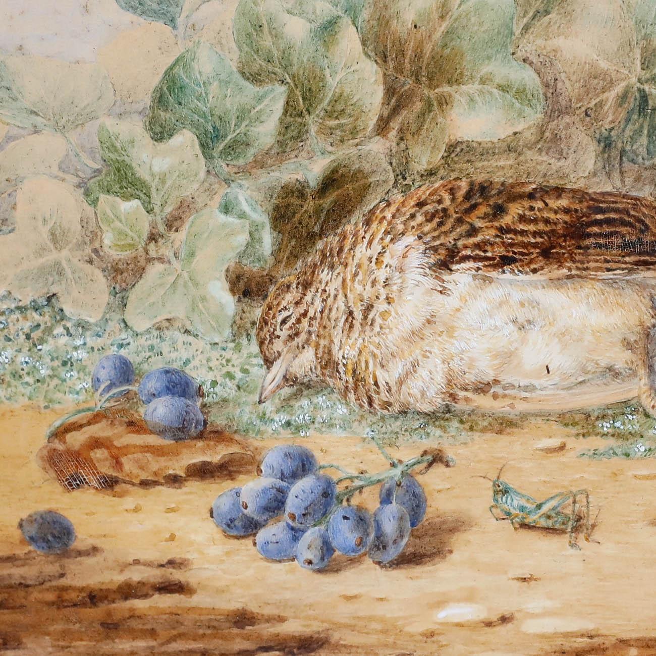 Uno studio dettagliato ad acquerello con un uccello morto insieme a bacche e una cavalletta. Sebbene il soggetto sia morboso, gli uccelli morti hanno una lunga e ricca storia nella storia dell'arte occidentale. La composizione serve forse come un